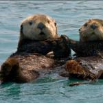 Otter Couple
