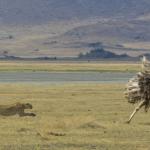 Ostrich Running