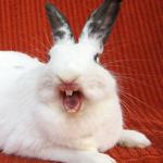 laughing rabbit
