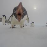 Terrifying Penguin