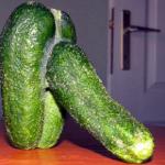 penis cucumber pepino