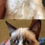 Grumpy Cat 2x Smile meme