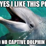 Sarcastic Dolphin | OH YES I LIKE THIS POOL SAID NO CAPTIVE DOLPHIN EVER | image tagged in sarcastic dolphin | made w/ Imgflip meme maker