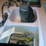 CatWashingDishes
