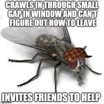Scumbag House Fly | CRAWLS IN THROUGH SMALL GAP IN WINDOW AND CAN'T FIGURE OUT HOW TO LEAVE INVITES FRIENDS TO HELP | image tagged in scumbag house fly,scumbag | made w/ Imgflip meme maker
