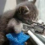 kitten sniper meme
