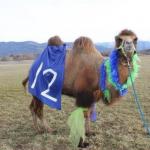 Seahawks Camel