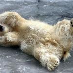 Oh nooo polar bear