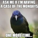 Angry Bird | ASK ME IF I'M HAVING A CASE OF THE MONDAYS ONE MORE TIME... | image tagged in angry bird | made w/ Imgflip meme maker