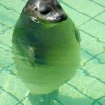 Standing Seal