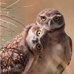 Owls_Derp