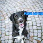 #whydogslovenye | AM I CUTE? PLEASE SAY YES! | image tagged in whydogslovenye | made w/ Imgflip meme maker