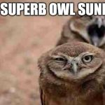 Annoyed Owl | IT'S SUPERB OWL SUNDAY! | image tagged in annoyed owl,superbowl | made w/ Imgflip meme maker