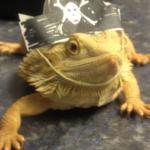 beardie pirate