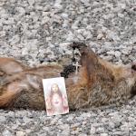 Dead groundhog