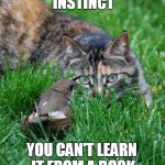 Instinct | INSTINCT YOU CAN'T LEARN IT FROM A BOOK | image tagged in cat and bird,memes | made w/ Imgflip meme maker