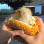 mcchicken mcpollo pollo chicken hamburguer hamburguesa meme