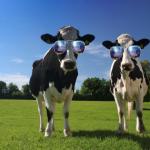 cool cows