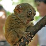 Tarsier