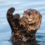 otter celebration