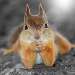 Squirrel therapist