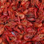 Crawfish