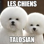 Bichon Frise | LES CHIENS TALOSIAN | image tagged in bichon frise | made w/ Imgflip meme maker