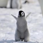 Happy penguin