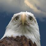 Sad American Eagle meme