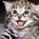 Cute Kitten Hopes