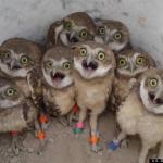 Amazed Owls meme