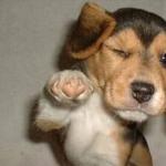 Pointing puppy meme