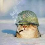 War Cat meme