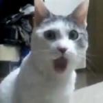 surprised cat Meme Generator - Imgflip