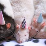 birthday rats
