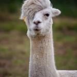 Gay Llama