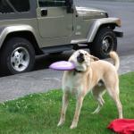 frisbee dog fail