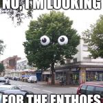 Unpoplar Tree | NO, I'M LOOKING FOR THE ENTHOES | image tagged in unpoplar tree,lord of the rings,eyes | made w/ Imgflip meme maker