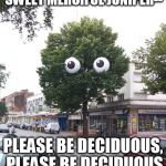 Unpoplar Tree | SWEET MERCIFUL JUNIPER-- PLEASE BE DECIDUOUS, PLEASE BE DECIDUOUS | image tagged in unpoplar tree | made w/ Imgflip meme maker