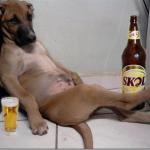 Drunk dog