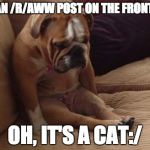 sad dog | SAW AN /R/AWW POST ON THE FRONT PAGE OH, IT'S A CAT:/ | image tagged in sad dog | made w/ Imgflip meme maker