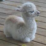 Baby Llama