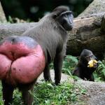 Baboon Butt