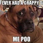 Oh crap dog | YOU EVER HAD A CRAPPY DAY? ME POO | image tagged in oh crap dog | made w/ Imgflip meme maker