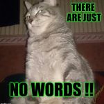 Cat stare | THERE ARE JUST NO WORDS !! | image tagged in cat stare | made w/ Imgflip meme maker