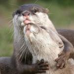 Significant Otters