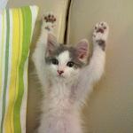 Hands up kitten meme