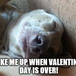 LaikaMX | WAKE ME UP WHEN VALENTINE'S DAY IS OVER! | image tagged in laikamx | made w/ Imgflip meme maker