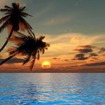 Palm trees, sunset