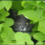 Cat in bush